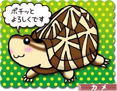 にほんブログ村 その他ペットブログ カメへ