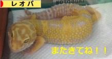 にほんブログ村 その他ペットブログ レオパへ