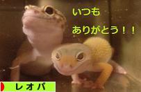 にほんブログ村 その他ペットブログ レオパへ