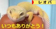 にほんブログ村 その他ペットブログ レオパへ