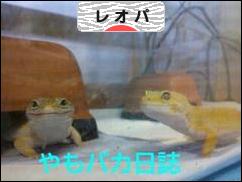 にほんブログ村 その他ペットブログ レオパへ
