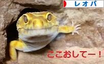 にほんブログ村 その他ペットブログ レオパへ