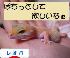 にほんブログ村 その他ペットブログ レオパへ