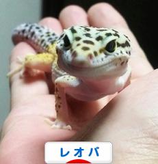 にほんブログ村 その他ペットブログ レオパへ