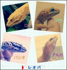 にほんブログ村 その他ペットブログ レオパへ
