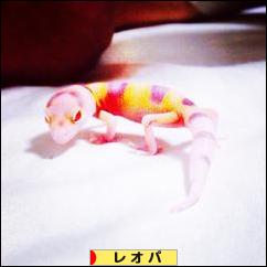 にほんブログ村 その他ペットブログ レオパへ