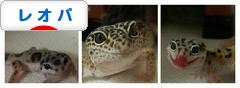 にほんブログ村 その他ペットブログ レオパへ