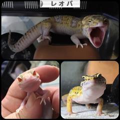 にほんブログ村 その他ペットブログ レオパへ