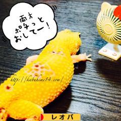 にほんブログ村 その他ペットブログ レオパへ