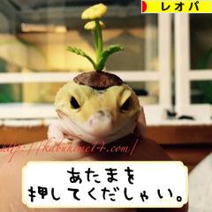 にほんブログ村 その他ペットブログ レオパへ