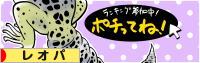 にほんブログ村 その他ペットブログ レオパへ