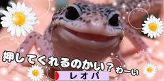 にほんブログ村 その他ペットブログ レオパへ