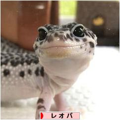 にほんブログ村 その他ペットブログ レオパへ