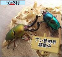 にほんブログ村 その他ペットブログ オオクワガタへ
