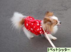 にほんブログ村 その他ペットブログ ペットシッターへ