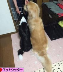 にほんブログ村 その他ペットブログ ペットシッターへ