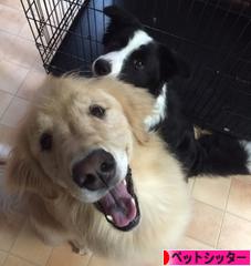 にほんブログ村 その他ペットブログ ペットシッターへ