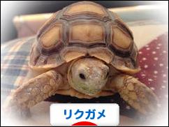 にほんブログ村 その他ペットブログ リクガメへ