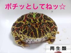 にほんブログ村 その他ペットブログ 両生類へ