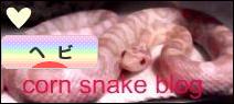 にほんブログ村 その他ペットブログ ヘビ(スネーク)へ