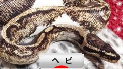 にほんブログ村 その他ペットブログ ヘビ（スネーク）へ