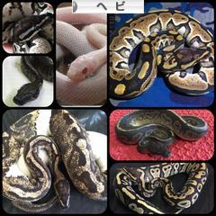 にほんブログ村 その他ペットブログ ヘビ（スネーク）へ