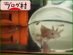にほんブログ村 その他ペットブログ ウーパールーパーへ