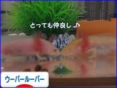 にほんブログ村 その他ペットブログ ウーパールーパーへ