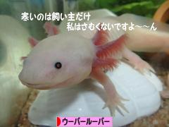 にほんブログ村 その他ペットブログ ウーパールーパーへ