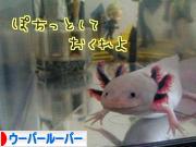 にほんブログ村 その他ペットブログ ウーパールーパーへ