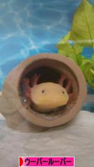 にほんブログ村 その他ペットブログ ウー パールーパーへ