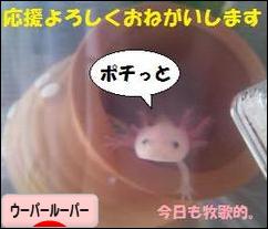 ウーパールーパー 水位を下げる 今日も牧歌的