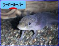 にほんブログ村 その他ペットブログ ウーパールーパーへ