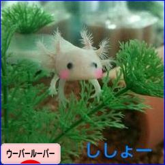 にほんブログ村 その他ペットブログ ウーパールーパーへ