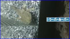 にほんブログ村 その他ペットブログ ウーパールーパーへ