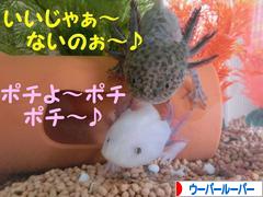 ぷかぷか病 動物病院行ってみた ー 今日もうぱうぱしてる