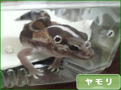 にほんブログ村 その他ペットブログ ヤモリへ