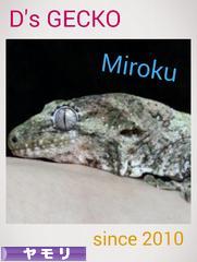 にほんブログ村 その他ペットブログ ヤモリへ