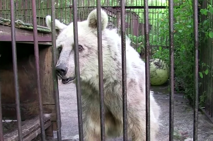 サーカスで虐待を受けたトラ サーカスで虐待されたクマ 保護され30年ぶりに冬眠する 動物救援隊 外交官 ももこひめ