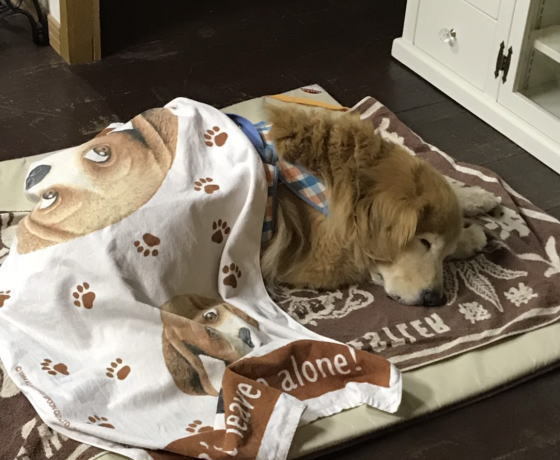 犬用 車の乗降用スロープです フィービー ココアのブログ