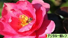 にほんブログ村 写真ブログ デジタル一眼レフカメラへ