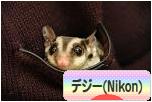 にほんブログ村 写真ブログ デジタル一眼(Nikon)へ