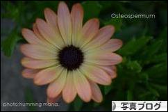 にほんブログ村 写真ブログへ