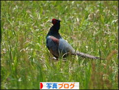 にほんブログ村 写真ブログへ