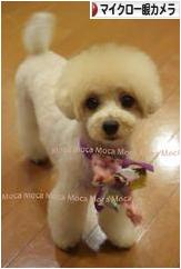 にほんブログ村 写真ブログ マイクロ一眼・ミラーレス一眼へ