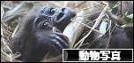 にほんブログ村 写真ブログ 動物写真へ