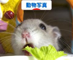 にほんブログ村 写真ブログ 動物写真へ