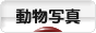 にほんブログ村 写真ブログ 動物写真へ