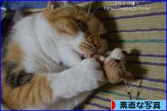 にほんブログ村 写真ブログ 素直な写真へ