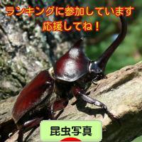 にほんブログ村 写真ブログ 昆虫写真へ